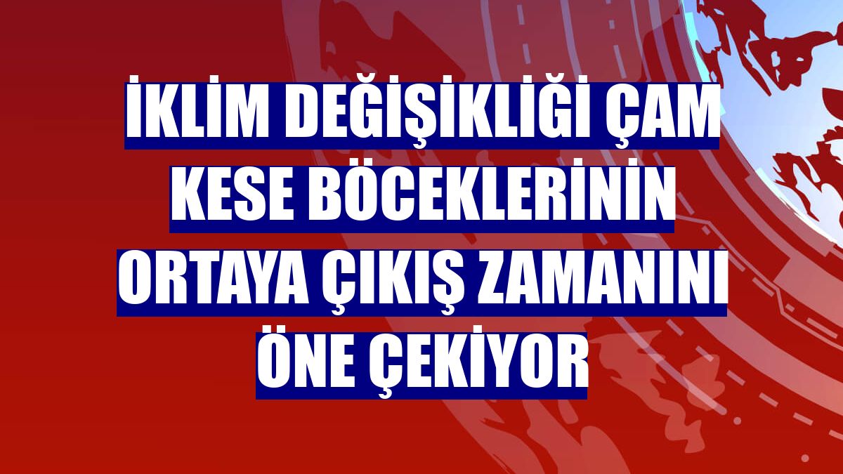 İklim değişikliği çam kese böceklerinin ortaya çıkış zamanını öne çekiyor