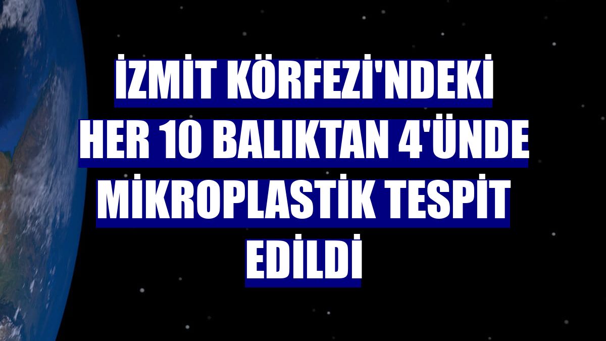İzmit Körfezi'ndeki her 10 balıktan 4'ünde mikroplastik tespit edildi