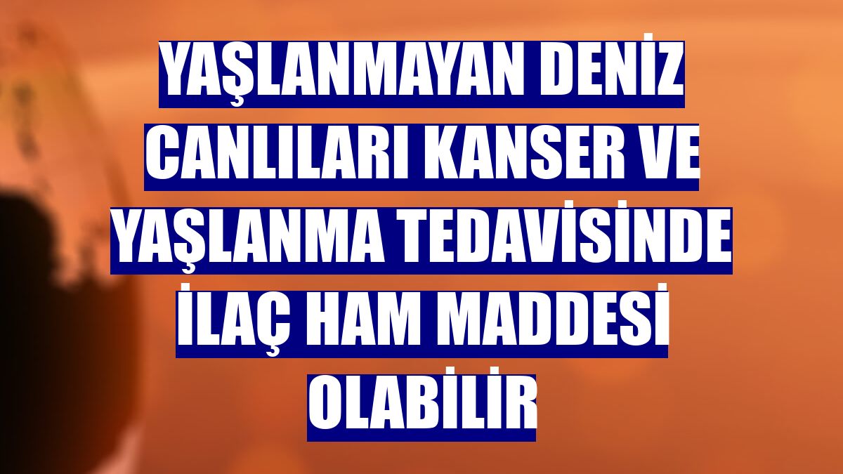 Yaşlanmayan deniz canlıları kanser ve yaşlanma tedavisinde ilaç ham maddesi olabilir