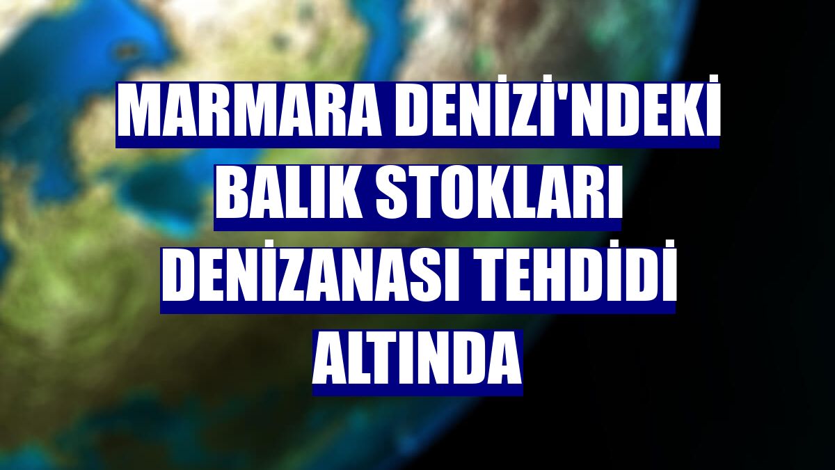 Marmara Denizi'ndeki balık stokları denizanası tehdidi altında