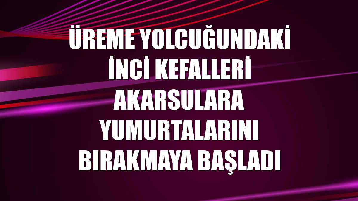 Üreme yolcuğundaki inci kefalleri akarsulara yumurtalarını bırakmaya başladı