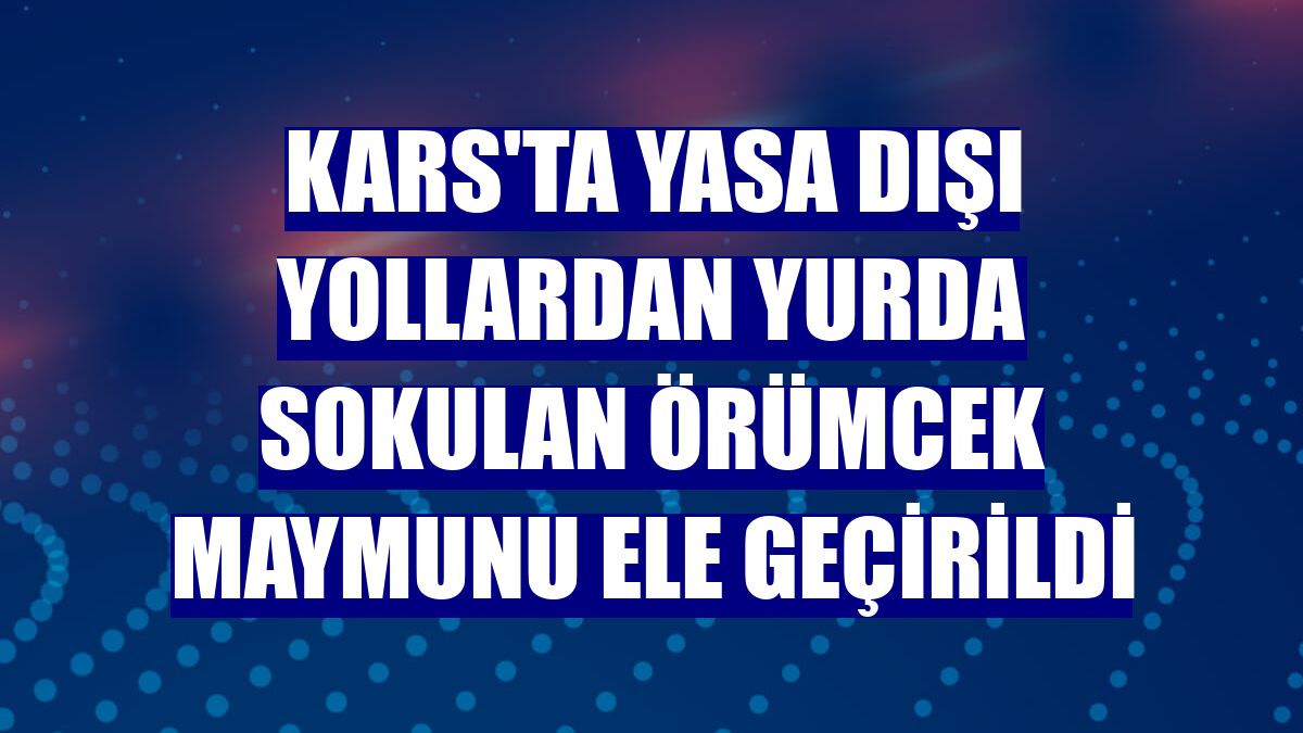 Kars'ta yasa dışı yollardan yurda sokulan örümcek maymunu ele geçirildi