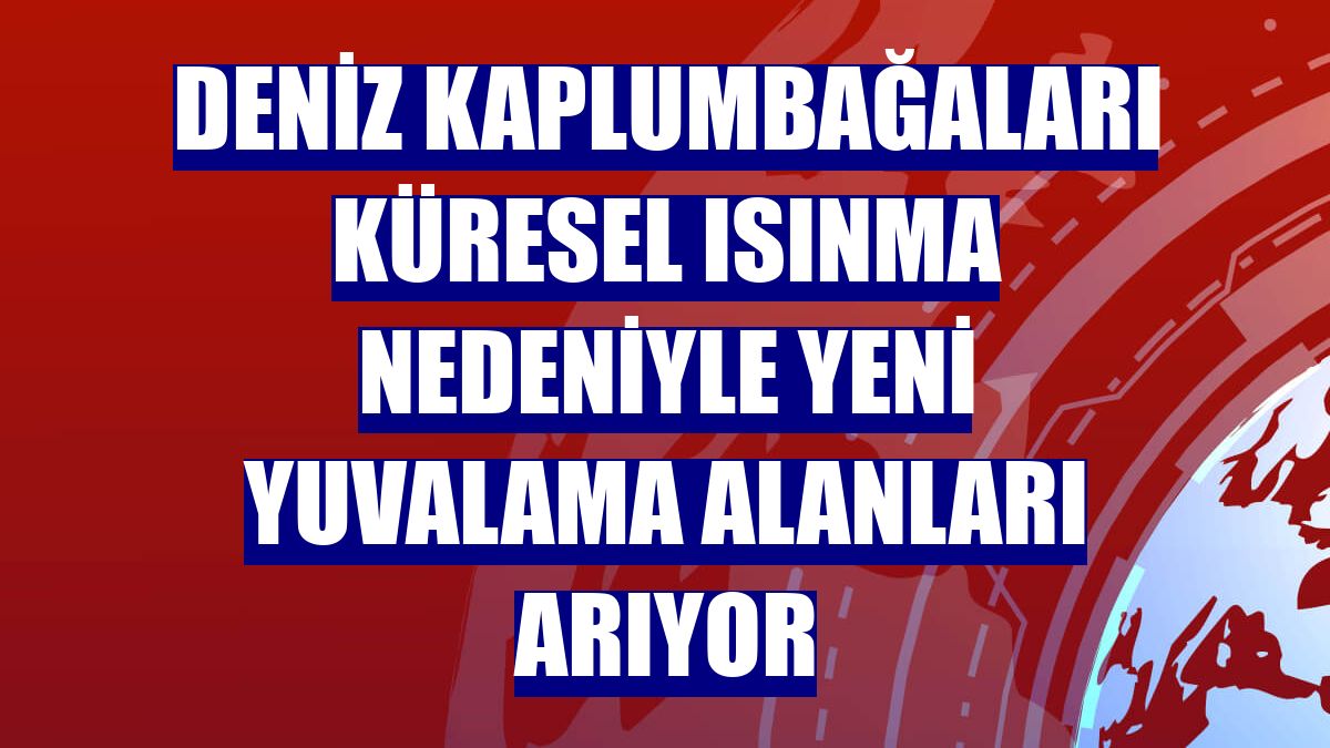 Deniz kaplumbağaları küresel ısınma nedeniyle yeni yuvalama alanları arıyor