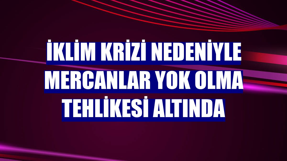 İklim krizi nedeniyle mercanlar yok olma tehlikesi altında