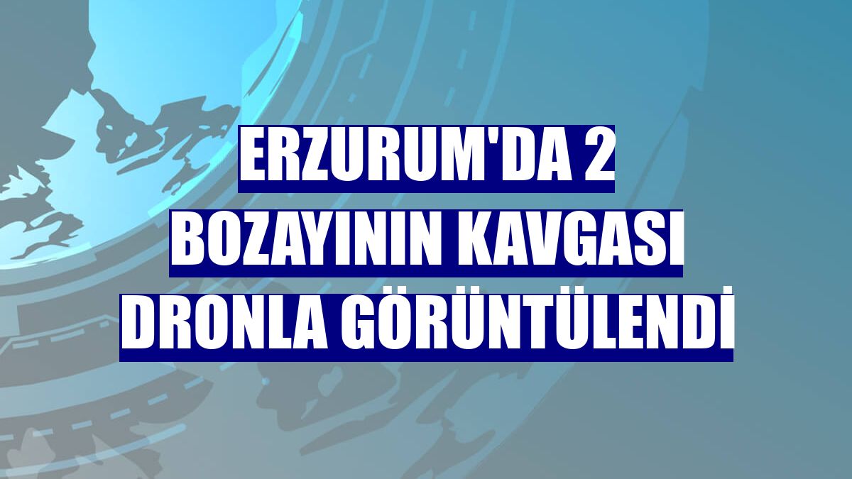 Erzurum'da 2 bozayının kavgası dronla görüntülendi