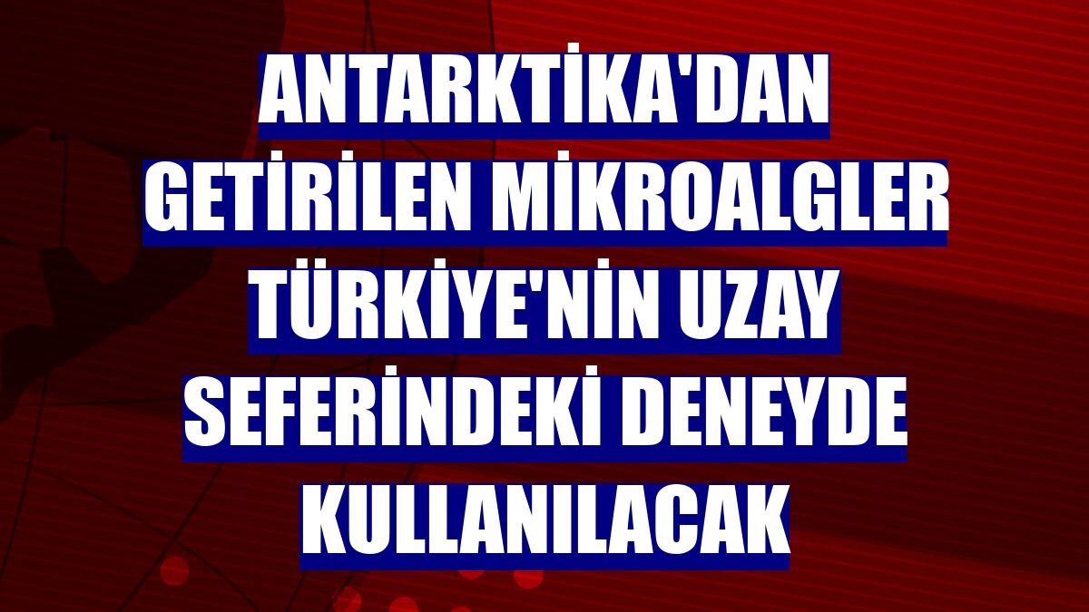 Antarktika'dan getirilen mikroalgler Türkiye'nin uzay seferindeki deneyde kullanılacak