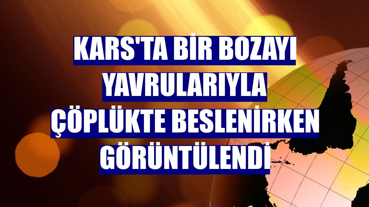 Kars'ta bir bozayı yavrularıyla çöplükte beslenirken görüntülendi