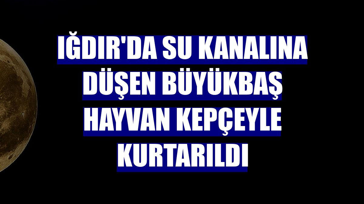 Iğdır'da su kanalına düşen büyükbaş hayvan kepçeyle kurtarıldı