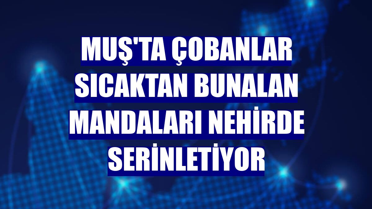 Muş'ta çobanlar sıcaktan bunalan mandaları nehirde serinletiyor
