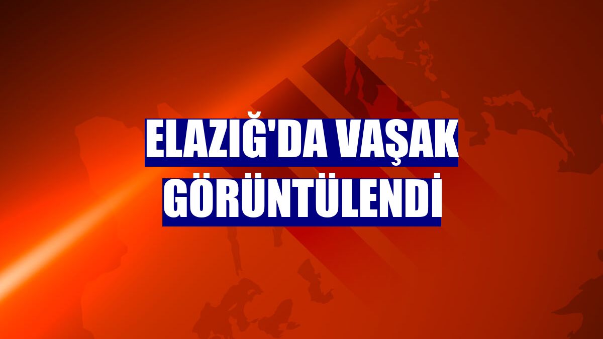 Elazığ'da vaşak görüntülendi