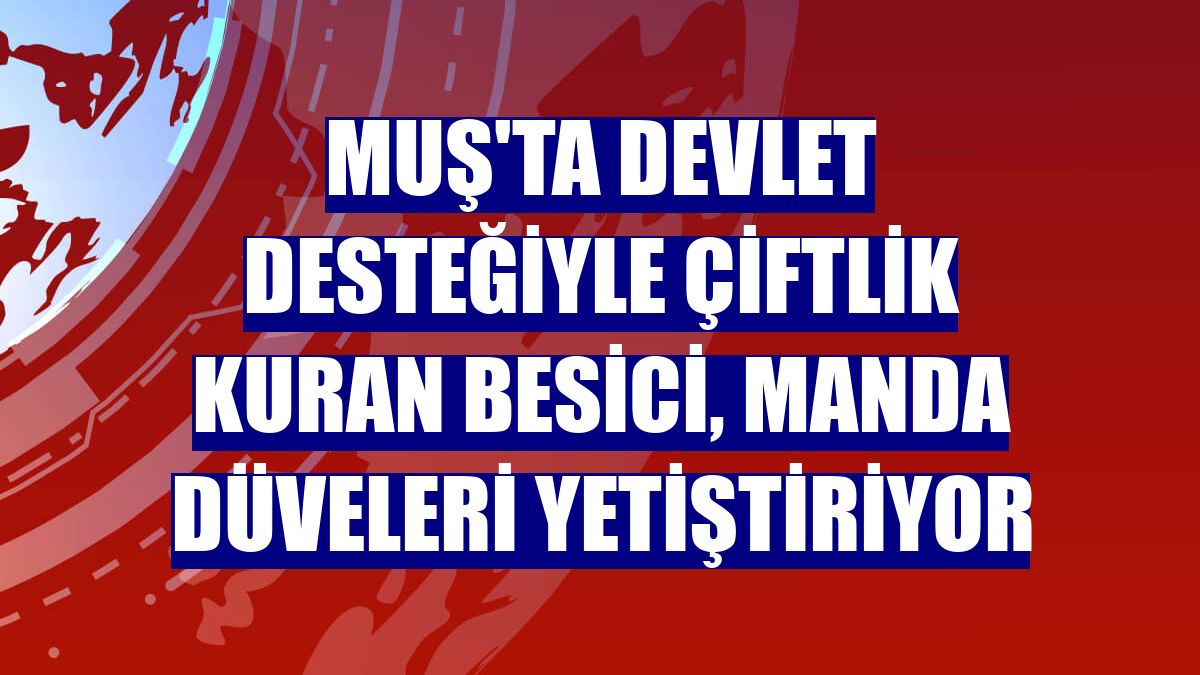 Muş'ta devlet desteğiyle çiftlik kuran besici, manda düveleri yetiştiriyor
