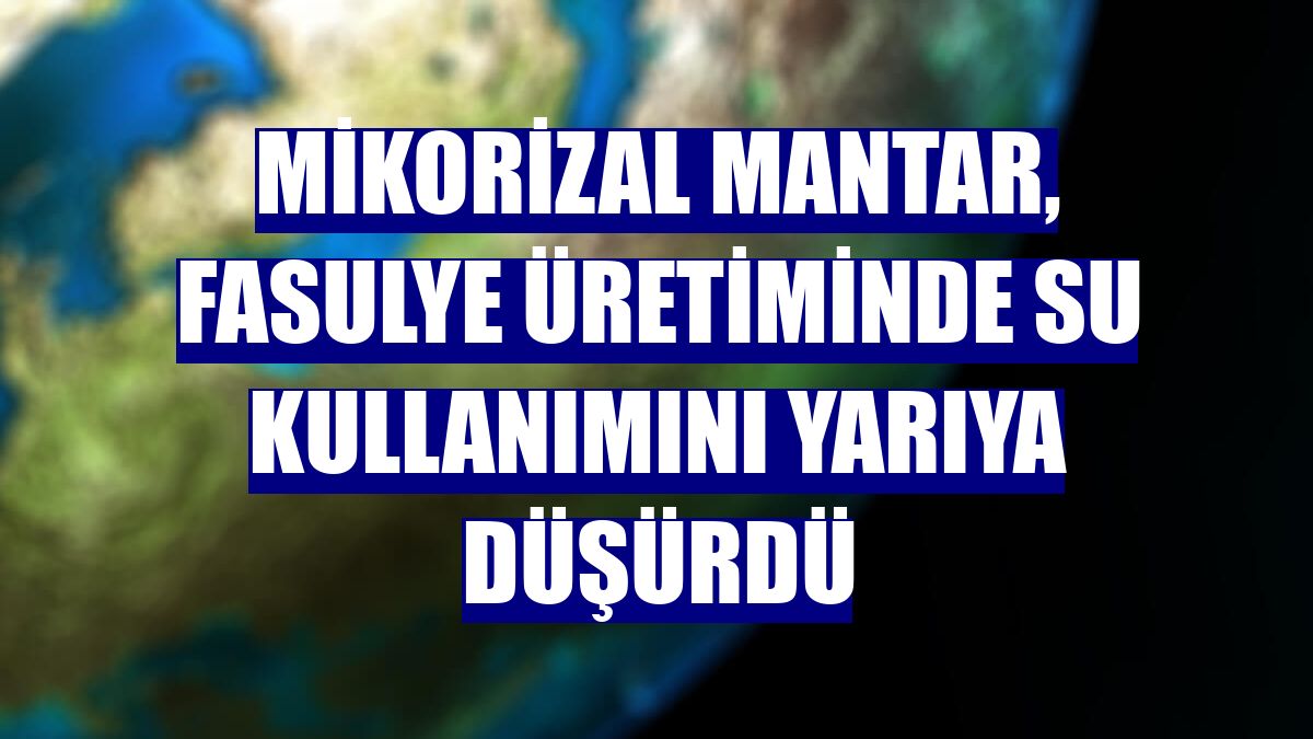 Mikorizal mantar, fasulye üretiminde su kullanımını yarıya düşürdü