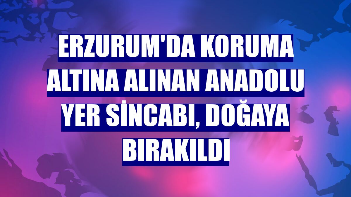 Erzurum'da koruma altına alınan Anadolu yer sincabı, doğaya bırakıldı