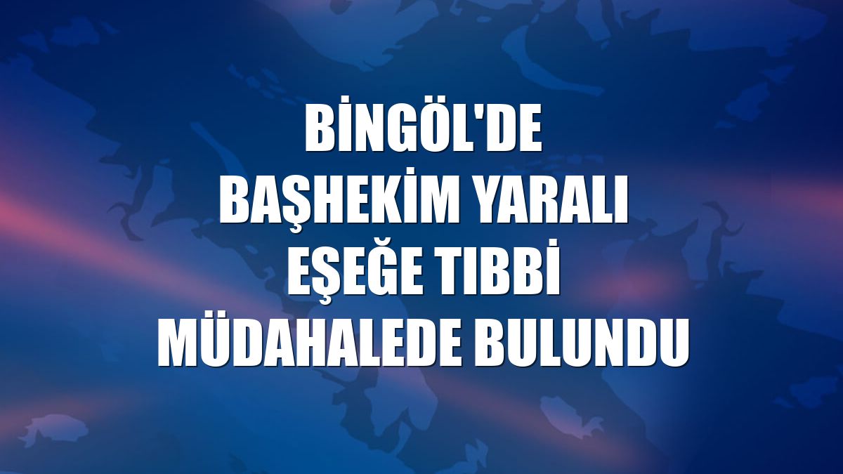 Bingöl'de başhekim yaralı eşeğe tıbbi müdahalede bulundu