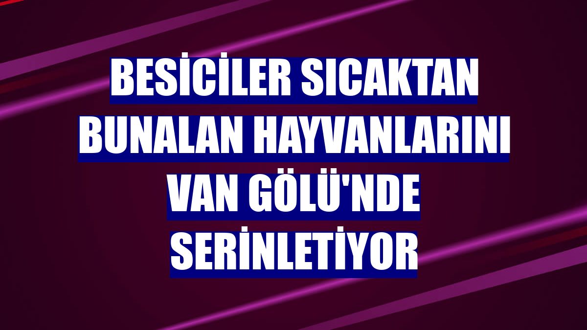 Besiciler sıcaktan bunalan hayvanlarını Van Gölü'nde serinletiyor