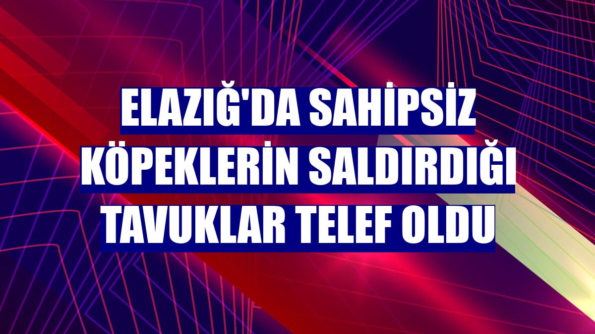 Elazığ'da sahipsiz köpeklerin saldırdığı tavuklar telef oldu