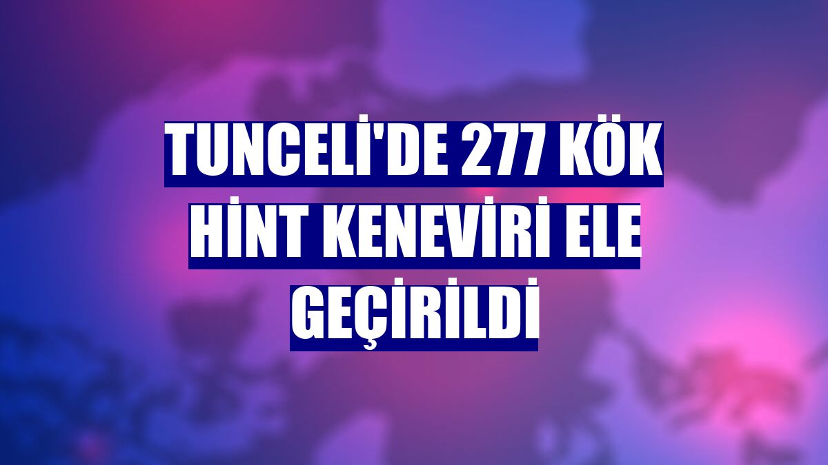 Tunceli'de 277 kök Hint keneviri ele geçirildi