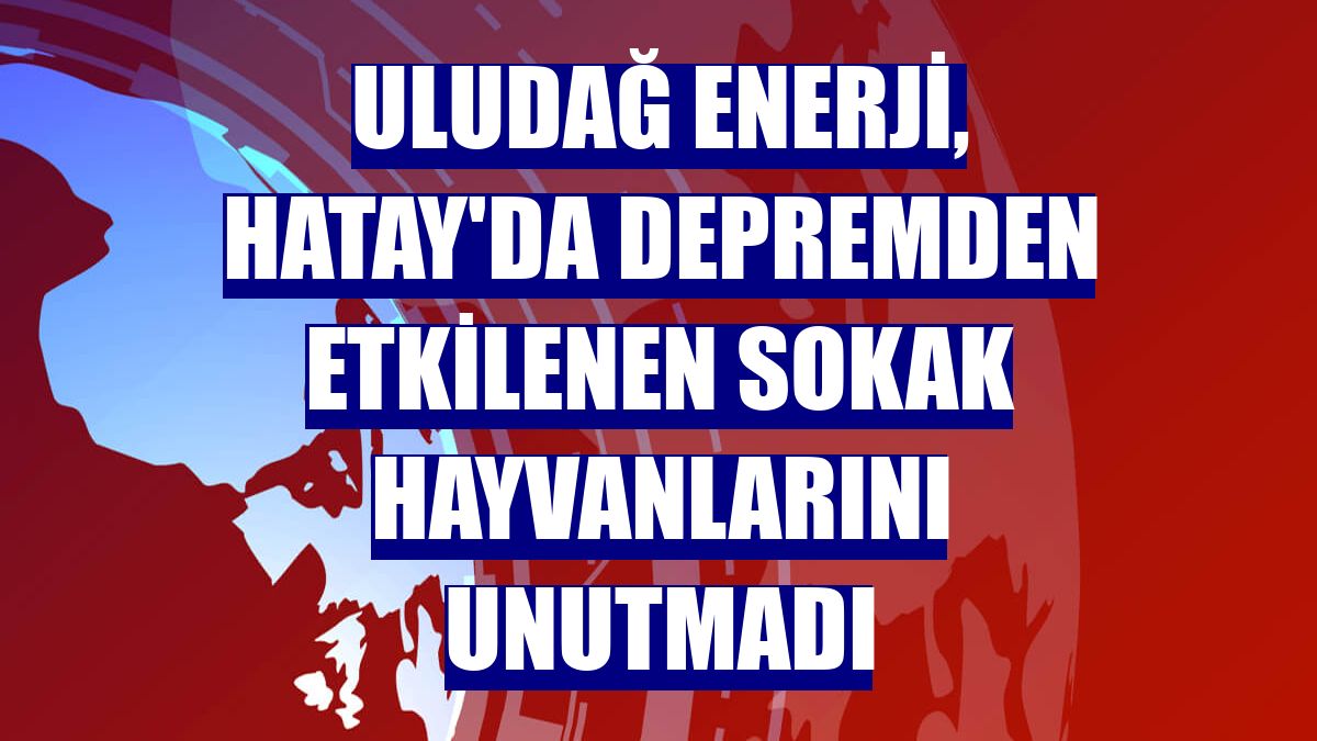 Uludağ Enerji, Hatay'da depremden etkilenen sokak hayvanlarını unutmadı