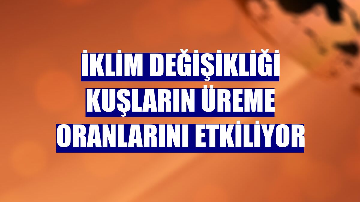 İklim değişikliği kuşların üreme oranlarını etkiliyor