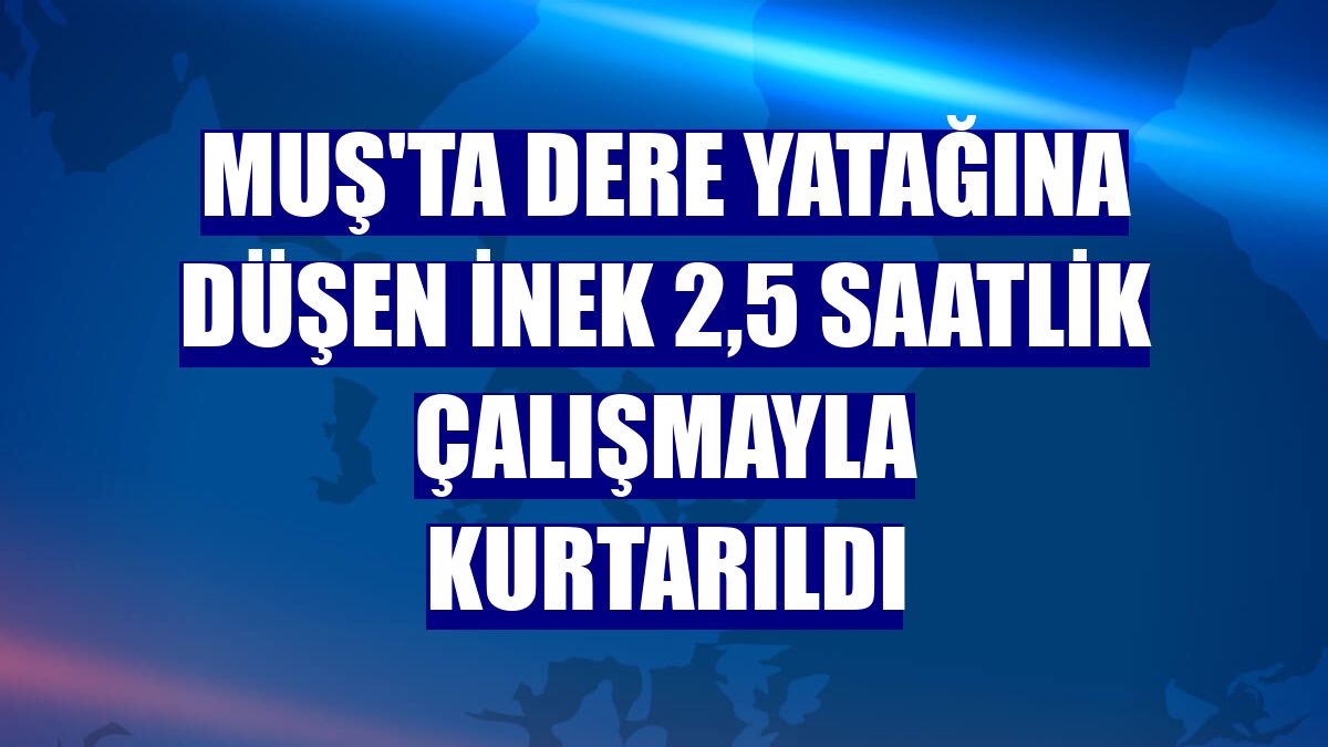 Muş'ta dere yatağına düşen inek 2,5 saatlik çalışmayla kurtarıldı