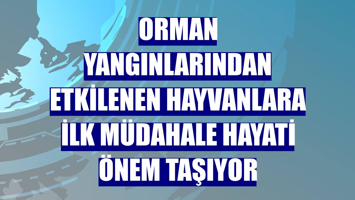 Orman yangınlarından etkilenen hayvanlara ilk müdahale hayati önem taşıyor