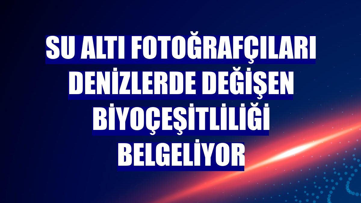 Su altı fotoğrafçıları denizlerde değişen biyoçeşitliliği belgeliyor