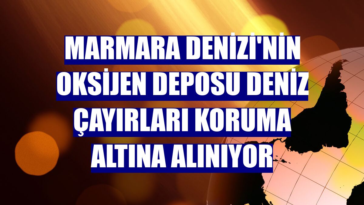 Marmara Denizi'nin oksijen deposu deniz çayırları koruma altına alınıyor