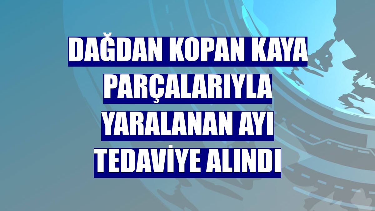 Dağdan kopan kaya parçalarıyla yaralanan ayı tedaviye alındı