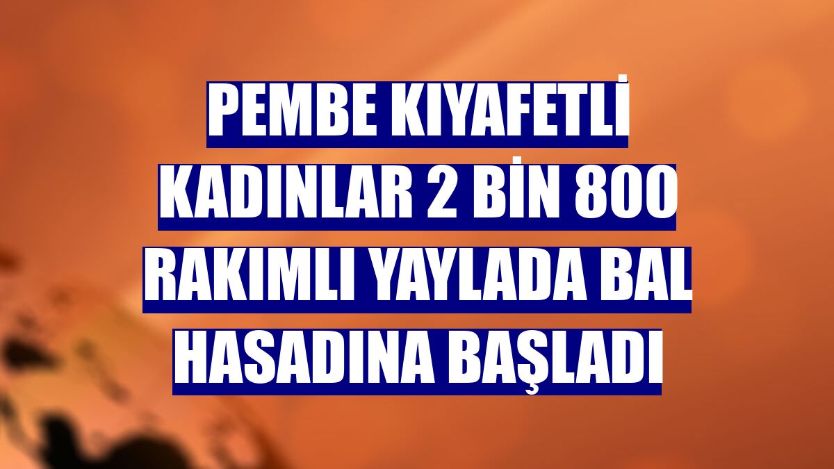 Pembe kıyafetli kadınlar 2 bin 800 rakımlı yaylada bal hasadına başladı