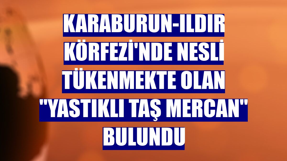 Karaburun-Ildır Körfezi'nde nesli tükenmekte olan "yastıklı taş mercan" bulundu