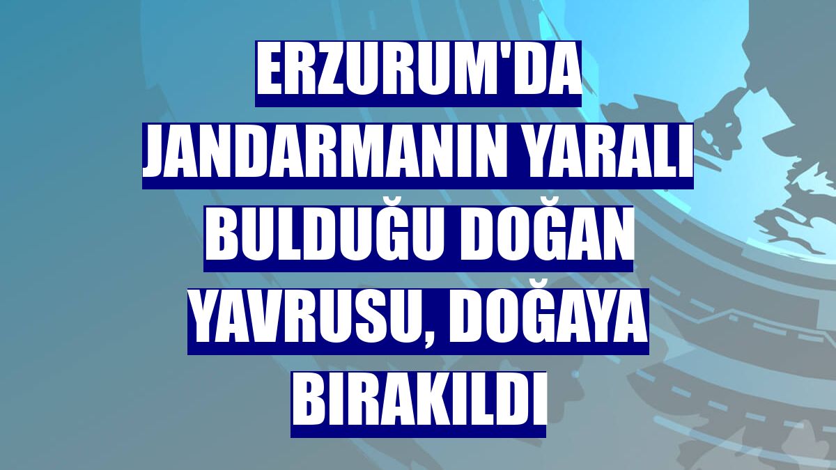 Erzurum'da jandarmanın yaralı bulduğu doğan yavrusu, doğaya bırakıldı