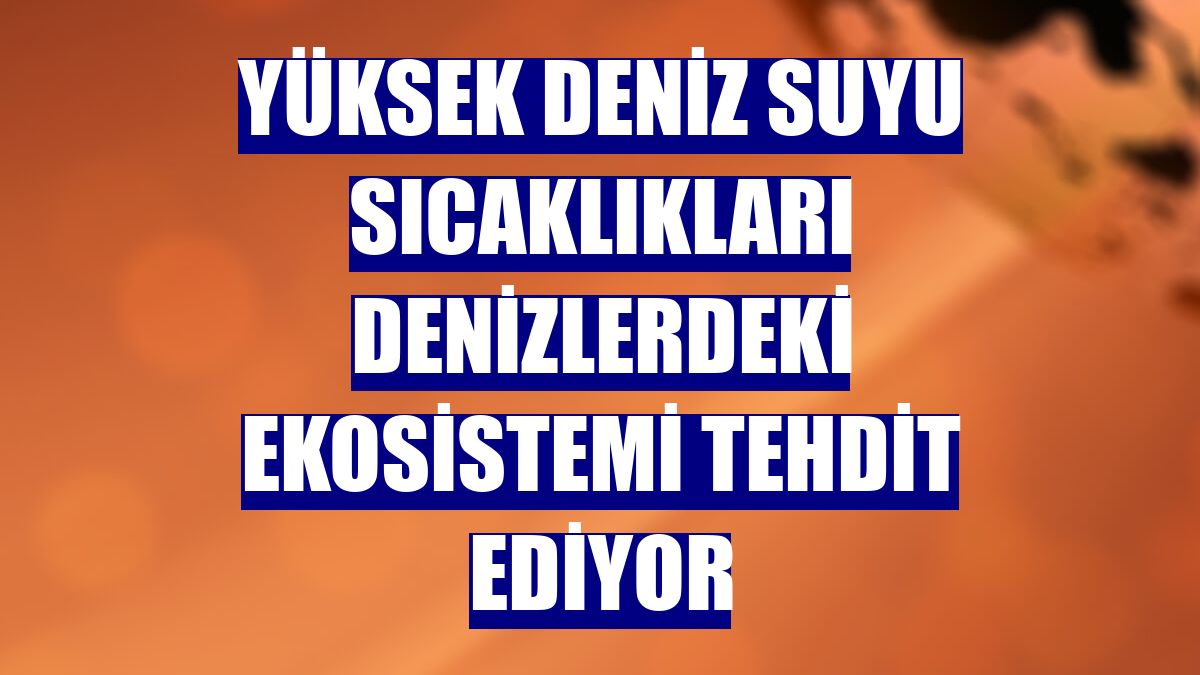Yüksek deniz suyu sıcaklıkları denizlerdeki ekosistemi tehdit ediyor