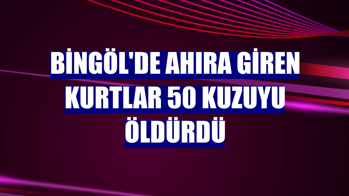 Bingöl'de ahıra giren kurtlar 50 kuzuyu öldürdü