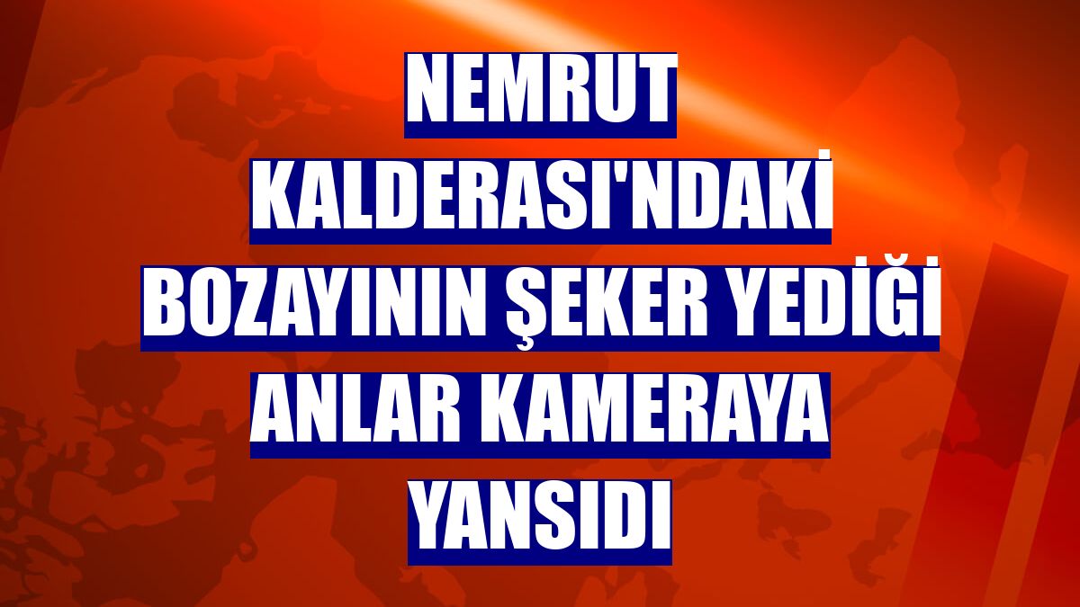 Nemrut Kalderası'ndaki bozayının şeker yediği anlar kameraya yansıdı