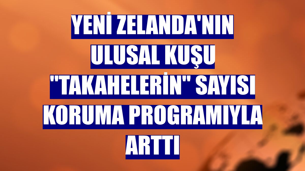 Yeni Zelanda'nın ulusal kuşu "takahelerin" sayısı koruma programıyla arttı