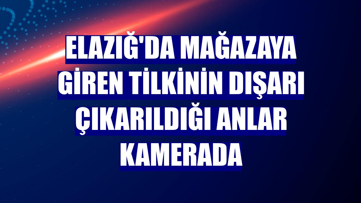 Elazığ'da mağazaya giren tilkinin dışarı çıkarıldığı anlar kamerada