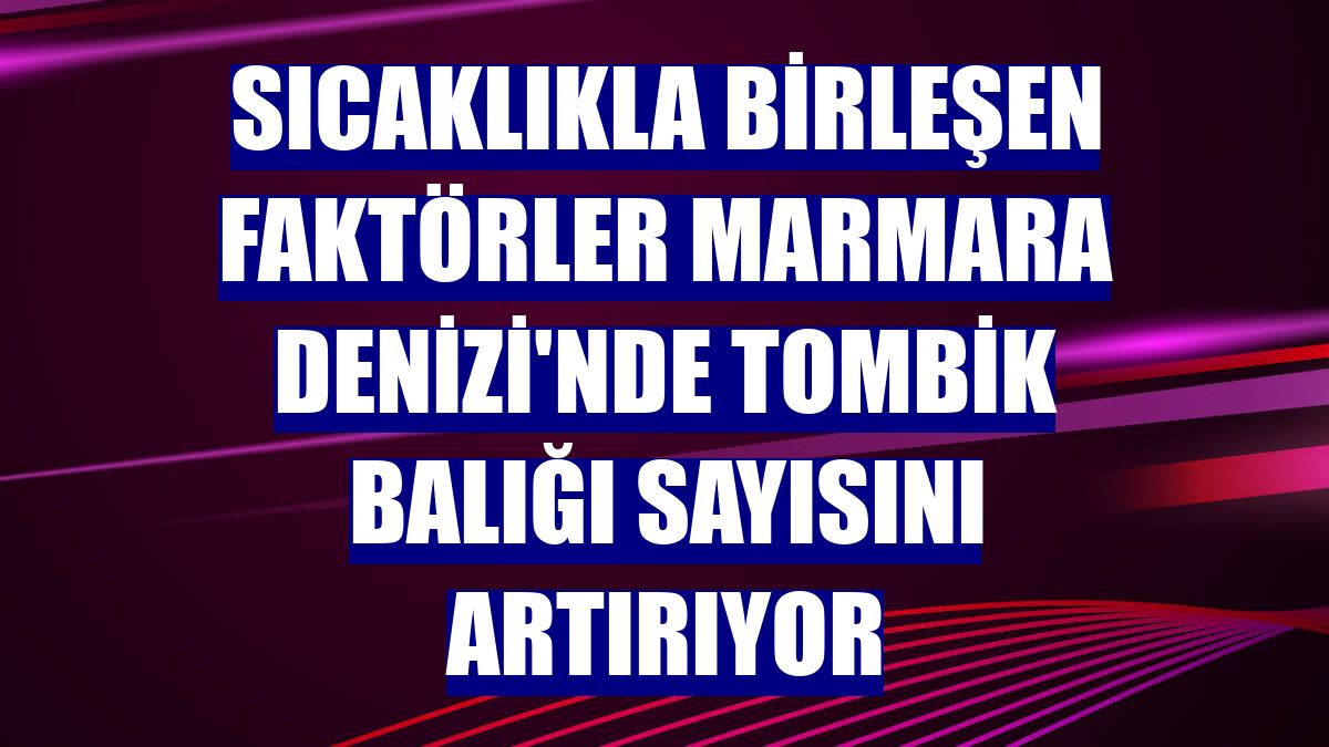 Sıcaklıkla birleşen faktörler Marmara Denizi'nde tombik balığı sayısını artırıyor