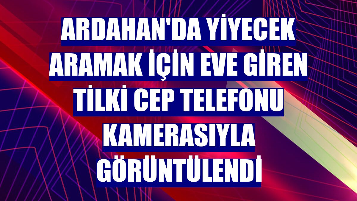 Ardahan'da yiyecek aramak için eve giren tilki cep telefonu kamerasıyla görüntülendi