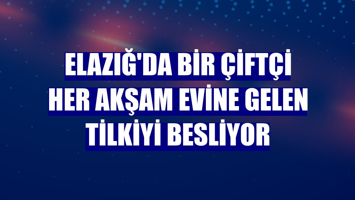 Elazığ'da bir çiftçi her akşam evine gelen tilkiyi besliyor