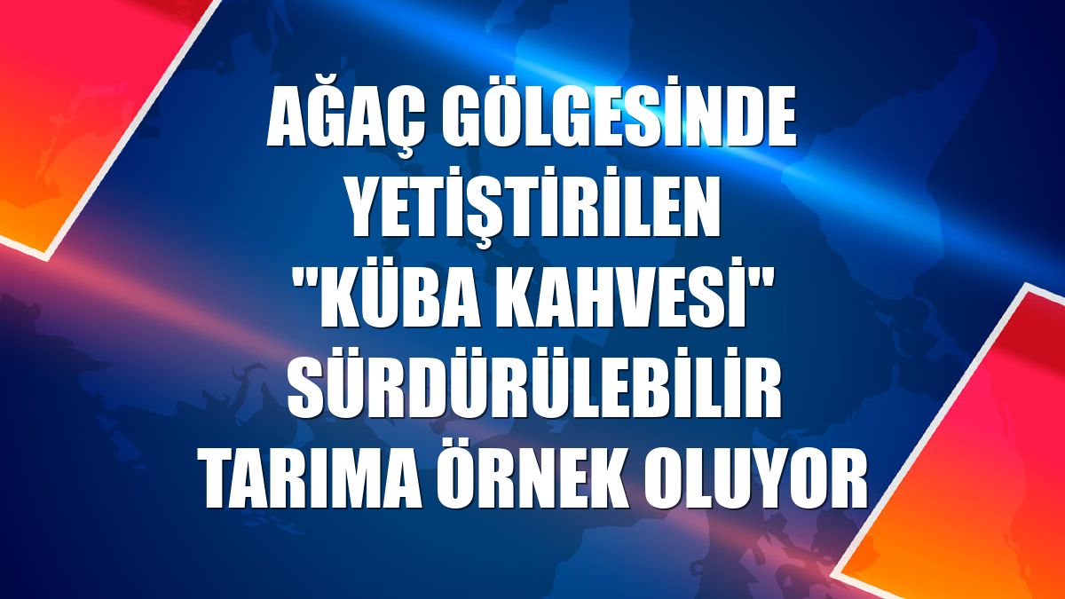 Ağaç gölgesinde yetiştirilen "Küba kahvesi" sürdürülebilir tarıma örnek oluyor