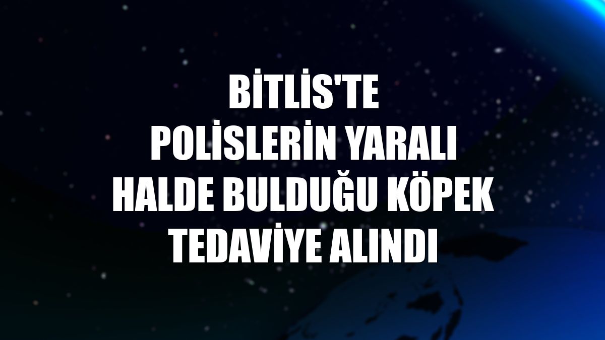 Bitlis'te polislerin yaralı halde bulduğu köpek tedaviye alındı