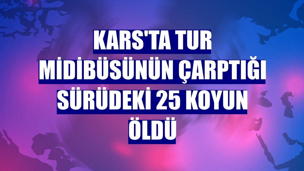 Kars'ta tur midibüsünün çarptığı sürüdeki 25 koyun öldü