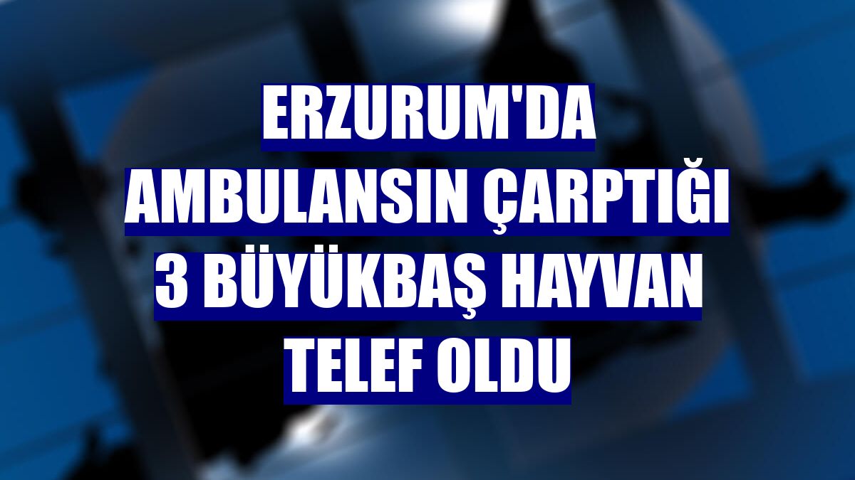 Erzurum'da ambulansın çarptığı 3 büyükbaş hayvan telef oldu