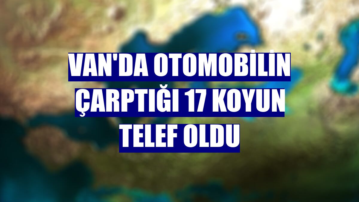 Van'da otomobilin çarptığı 17 koyun telef oldu