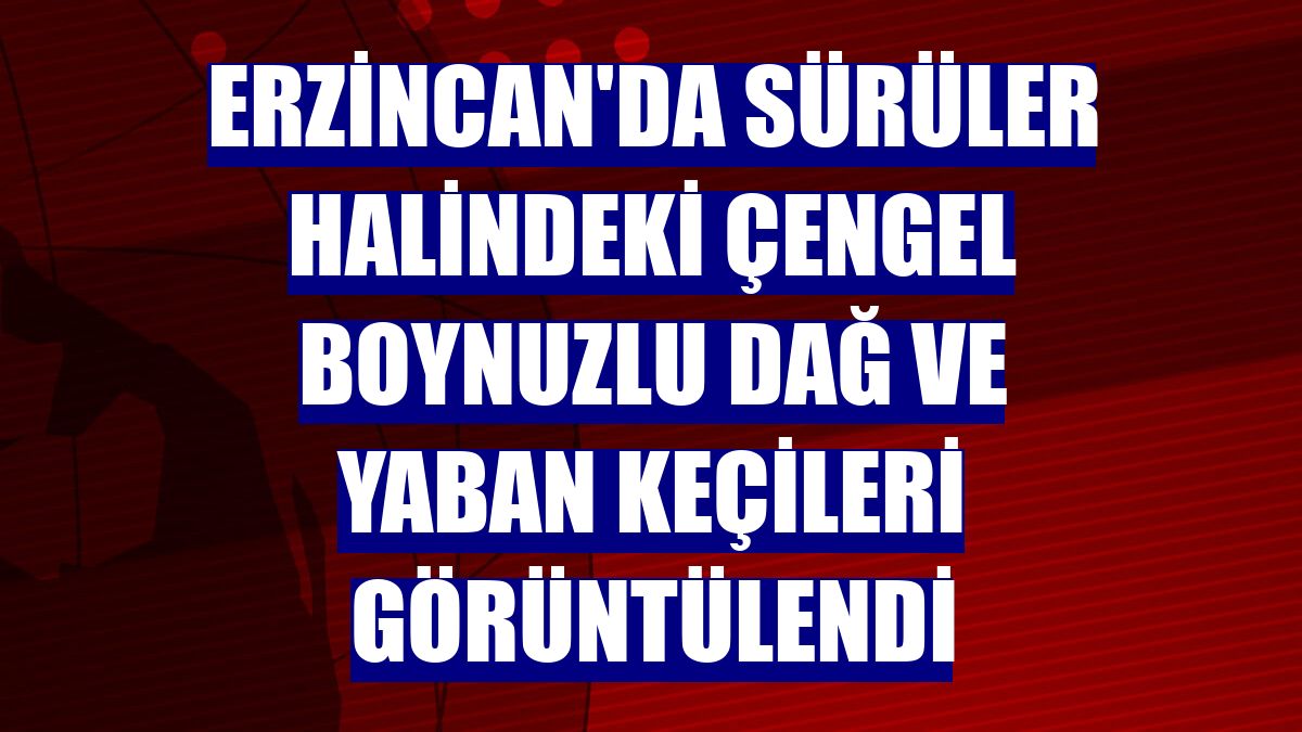 Erzincan'da sürüler halindeki çengel boynuzlu dağ ve yaban keçileri görüntülendi