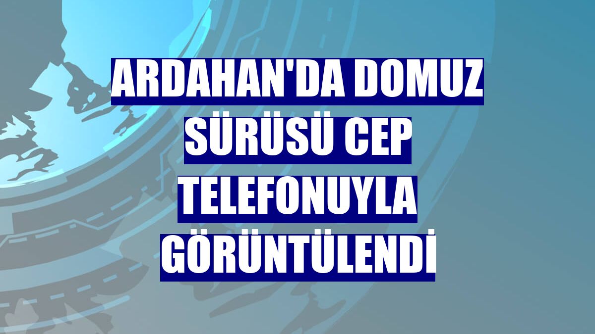 Ardahan'da domuz sürüsü cep telefonuyla görüntülendi