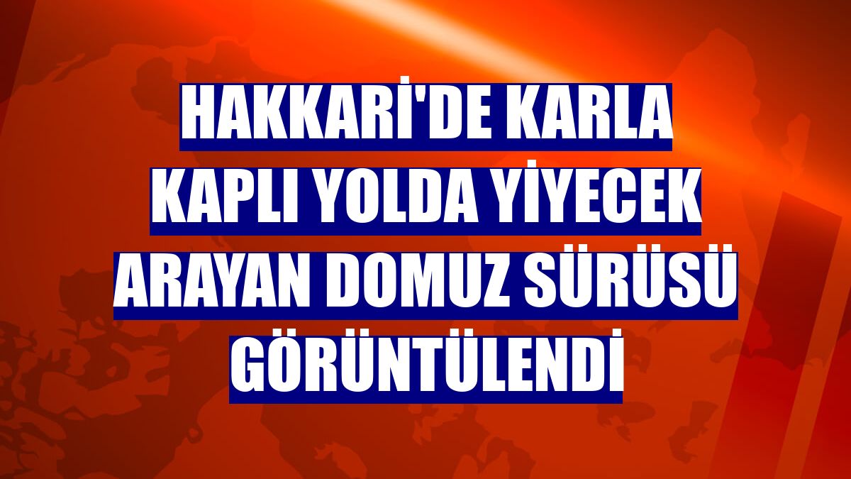 Hakkari'de karla kaplı yolda yiyecek arayan domuz sürüsü görüntülendi