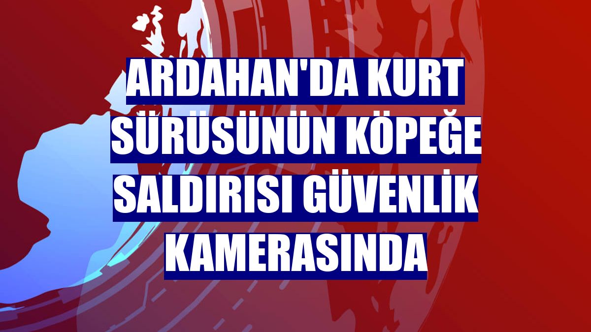 Ardahan'da kurt sürüsünün köpeğe saldırısı güvenlik kamerasında