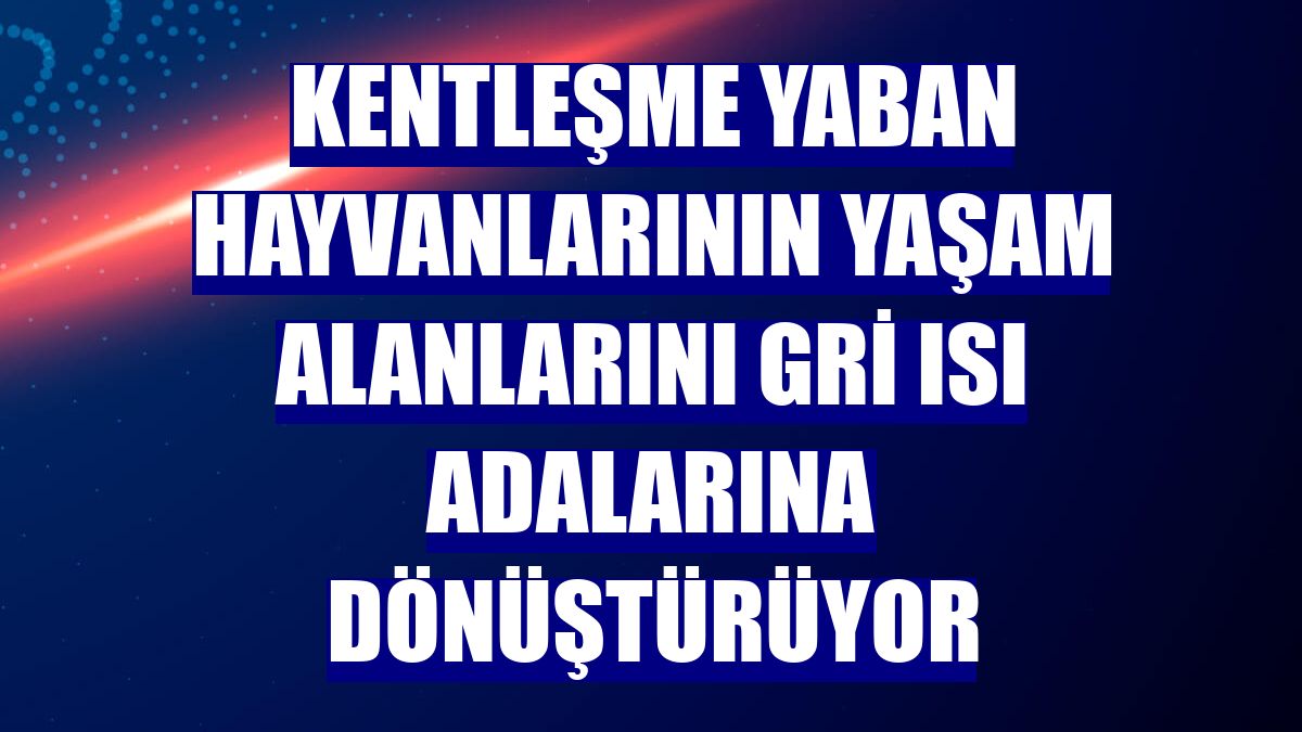 Kentleşme yaban hayvanlarının yaşam alanlarını gri ısı adalarına dönüştürüyor