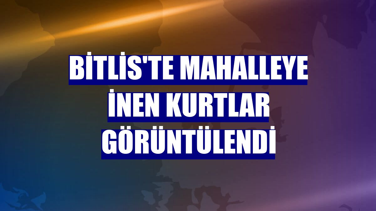 Bitlis'te mahalleye inen kurtlar görüntülendi